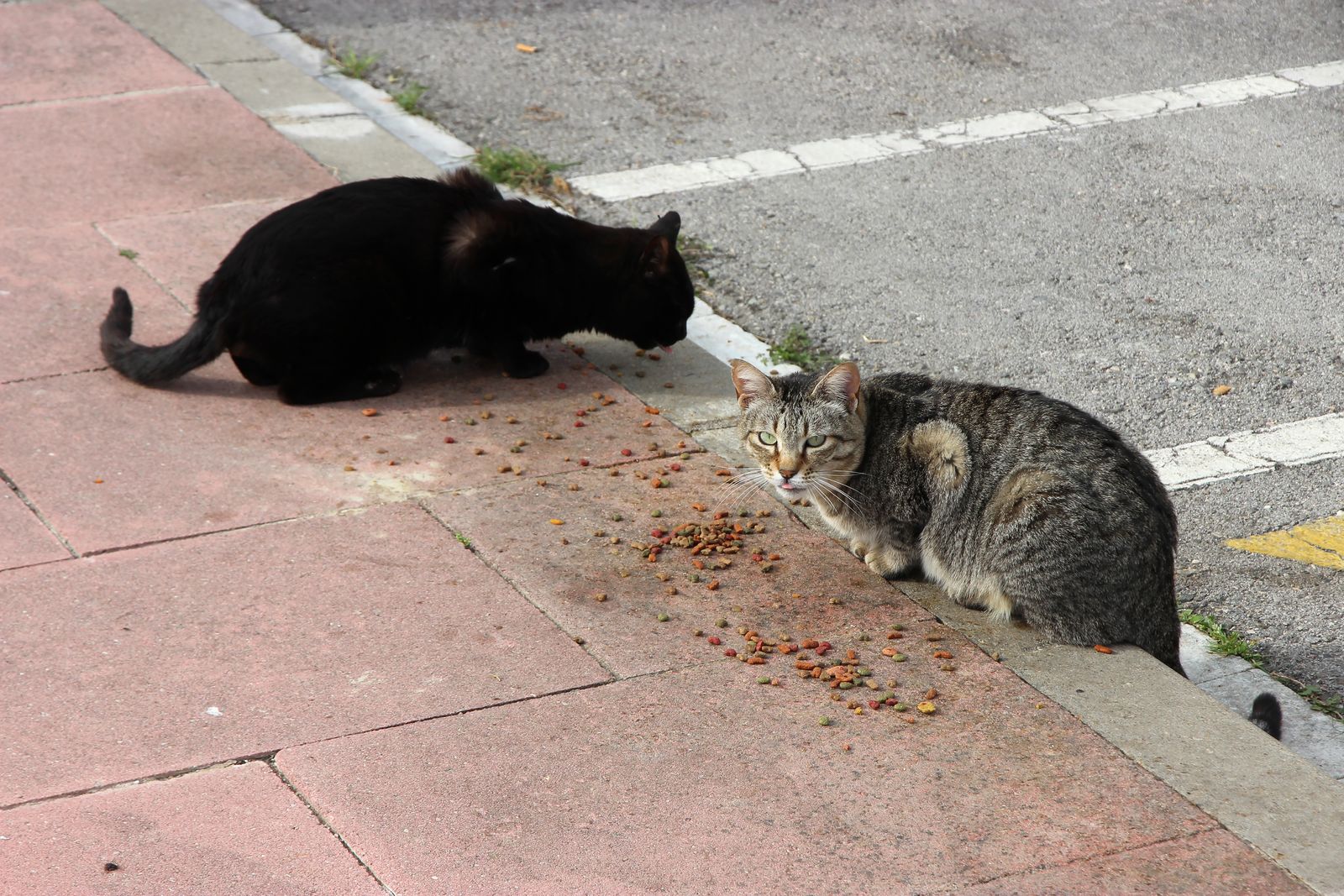 Community cats outdoors