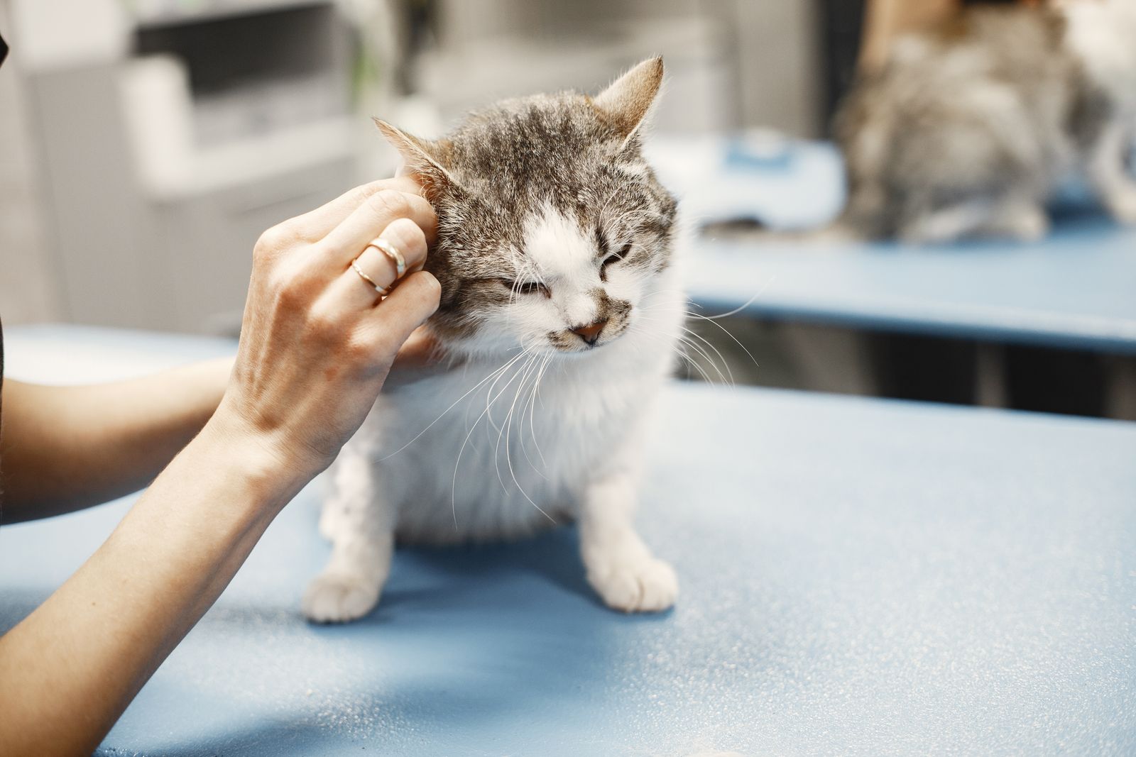 Veterinarian examining a cat