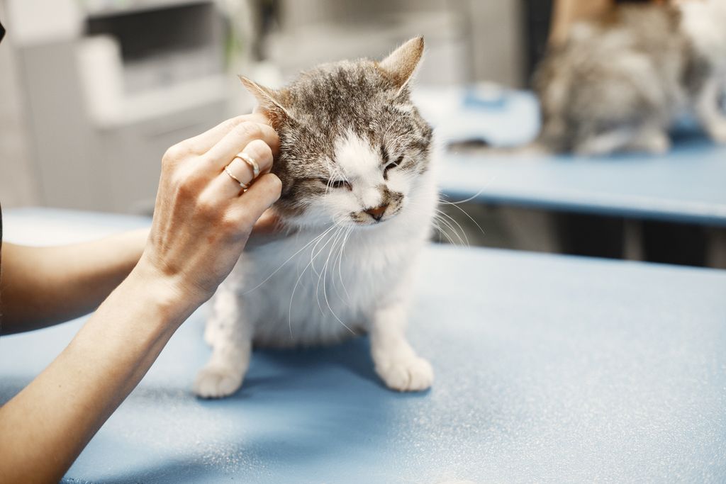 A veterinarian's hands examining a white and grey kitten on a blue table.